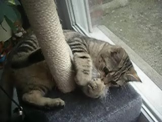 Mon doudou Réglisse. NOUVEAU SUJET CHEZ LES CHATS ADULTES - Page 6 R-glisse-183-25e200b