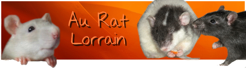 Au Rat Lorrain Forum Index
