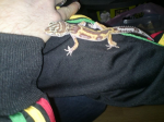ma petite famille de gecko :) Sans-titre-5-265034c