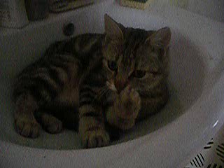 Mon doudou Réglisse. NOUVEAU SUJET CHEZ LES CHATS ADULTES - Page 6 R-glisse-181-25e2030
