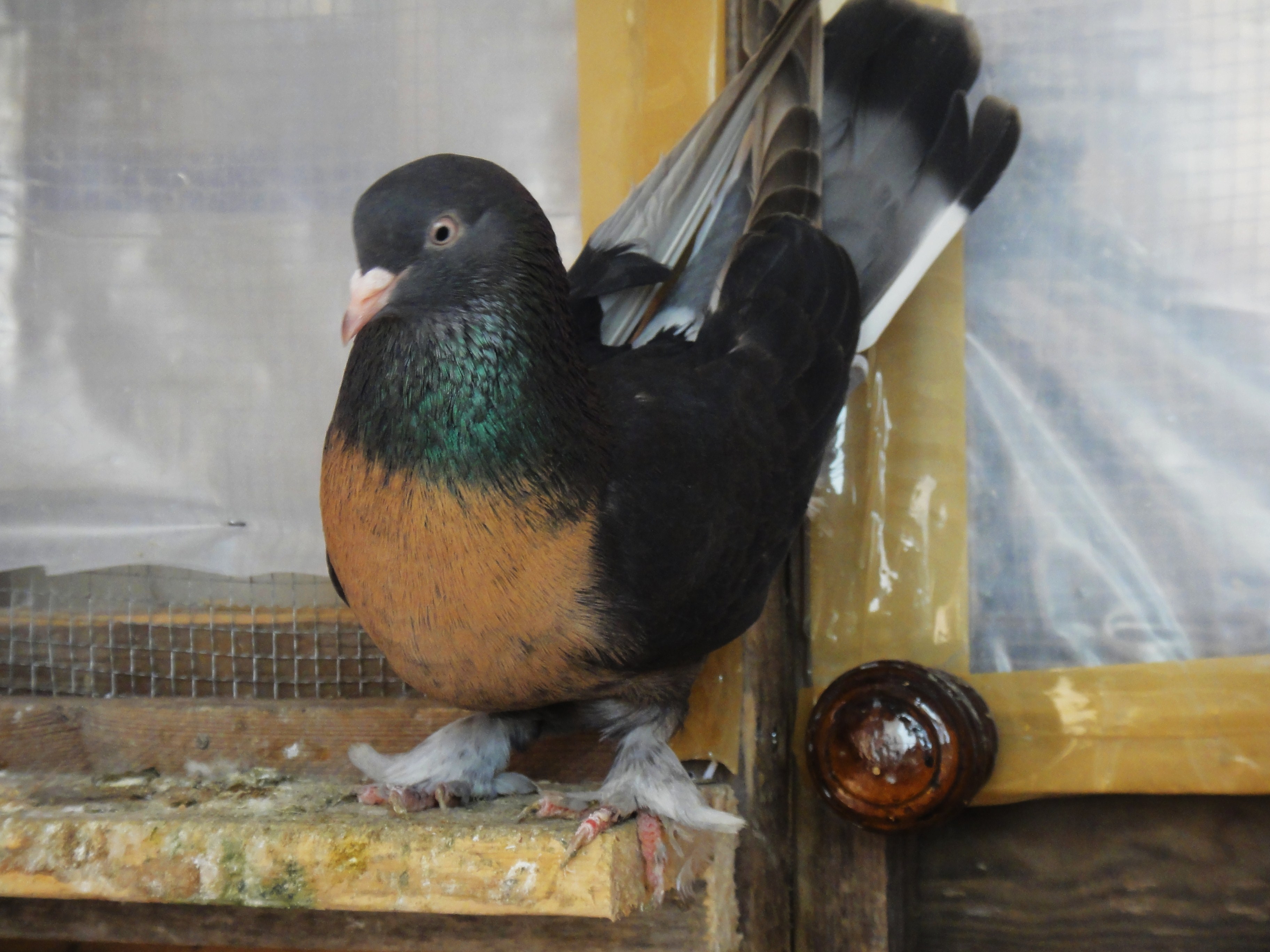dsc00294-260bc86.jpg